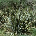 Phormium tenax habit picture by Daniel Barthelemy (cc-by-nc)