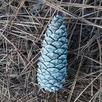 Pinus elliottii fruit picture by Andrew Tannenbaum (cc-by-sa)