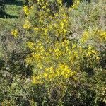 Genista triacanthos habit picture by Frescata Carlos (cc-by-sa)