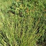 Carex spicata habit picture by PATRICK PREVOST (cc-by-sa)