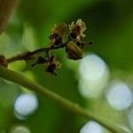 Vitis rotundifolia flower picture by Bruce Winter (cc-by-sa)