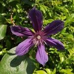 Clematis viticella flower picture by Louis Prot (cc-by-sa)