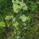 Galium pusillum flower picture by Martine Laviron (cc-by-sa)