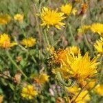 Crepis foetida habit picture by Yoan MARTIN (cc-by-sa)