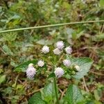 Ageratum conyzoides fruit picture by jessa ocon (cc-by-sa)