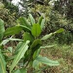 Vochysia guatemalensis habit picture by Nelson Zamora Villalobos (cc-by-nc)