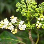 Ocotea dendrodaphne flower picture by Nelson Zamora Villalobos (cc-by-nc)