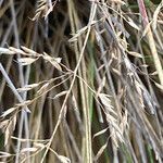 Calamagrostis effusa flower picture by Fabien Anthelme (cc-by-sa)