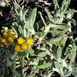 Helichrysum revolutum flower picture by Maarten Vanhove (cc-by-sa)