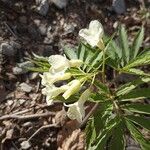 Cardamine kitaibelii flower picture by fornaro (cc-by-sa)