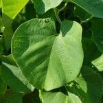 Aristolochia tomentosa leaf picture by William Coville (cc-by-sa)