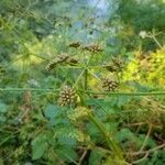 Oenanthe aquatica fruit picture by Schuller Ton (cc-by-sa)