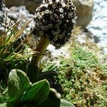 Valeriana pycnantha flower picture by Fabien Anthelme (cc-by-sa)