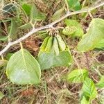 Dalbergia ecastaphyllum habit picture by Justo Fernanda (cc-by-sa)