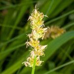 Carex otrubae flower picture by Martin Bishop (cc-by-sa)