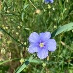 Linum austriacum flower picture by Ewald Moser (cc-by-sa)