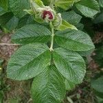 Rosa rugosa leaf picture by Ludovic Descolas (cc-by-sa)