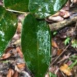 Memecylon caeruleum leaf picture by Pierre Bonnet (cc-by-sa)