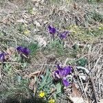 Iris pumila habit picture by Krisztián (cc-by-sa)