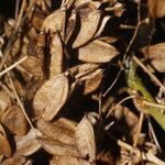 Dioscorea urophylla fruit picture by Nelson Zamora Villalobos (cc-by-nc)