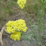 Helichrysum arenarium flower picture by Ania (cc-by-sa)