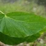 Begonia salaziensis leaf picture by E. Mouysset (cc-by-sa)