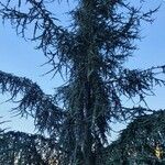 Cedrus libani habit picture by John Touma (cc-by-sa)