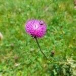 Carduus defloratus flower picture by Nicola Loher (cc-by-sa)