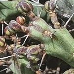 Euphorbia septentrionalis fruit picture by susan brown (cc-by-sa)