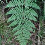 Dryopteris dilatata leaf picture by Pl@ntNet (cc-by-sa)