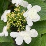 Viburnum plicatum flower picture by ben vc (cc-by-sa)