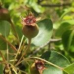 Pyrus cordata flower picture by Bernard SOULIER (cc-by-sa)