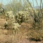 Cylindropuntia fulgida habit picture by Daniel Barthelemy (cc-by-nc)