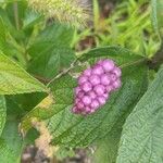 Lantana trifolia fruit picture by Lopes Daniel (cc-by-sa)