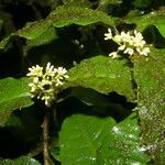 Ardisia guianensis flower picture by Nelson Zamora Villalobos (cc-by-nc)