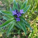 Gentiana cruciata flower picture by miss canthus (cc-by-sa)