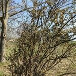 Cotoneaster bullatus habit picture by Sabina Hartmann (cc-by-sa)