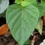 Salvia splendens leaf picture by Kara (cc-by-sa)