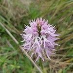 Orchis italica flower picture by Giuseppe tedesco (cc-by-sa)