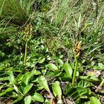 Botrychium schaffneri habit picture by Fabien Anthelme (cc-by-sa)