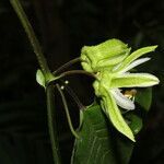 Passiflora lobata flower picture by Nelson Zamora Villalobos (cc-by-nc)