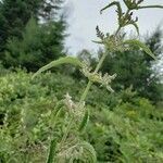 Urtica dioica flower picture by Bianca Legault (cc-by-sa)