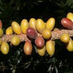 Pholidostachys pulchra fruit picture by Nelson Zamora Villalobos (cc-by-nc)