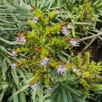 Echium candicans flower picture by roncuzzi rocco (cc-by-sa)