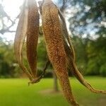 Handroanthus chrysotrichus fruit picture by Vinicius Castro Souza (cc-by-sa)