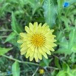 Pyrrhopappus pauciflorus flower picture by Emily Sinclair (cc-by-sa)