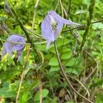 Clematis occidentalis flower picture by Lise Gingras (cc-by-sa)