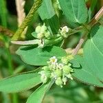 Euphorbia lasiocarpa flower picture by Trap Hers (cc-by-sa)