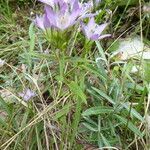 Gentianella austriaca habit picture by Michael Andresek (cc-by-sa)