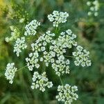 Chaerophyllum aureum flower picture by Ralf Hildebrandt (cc-by-sa)